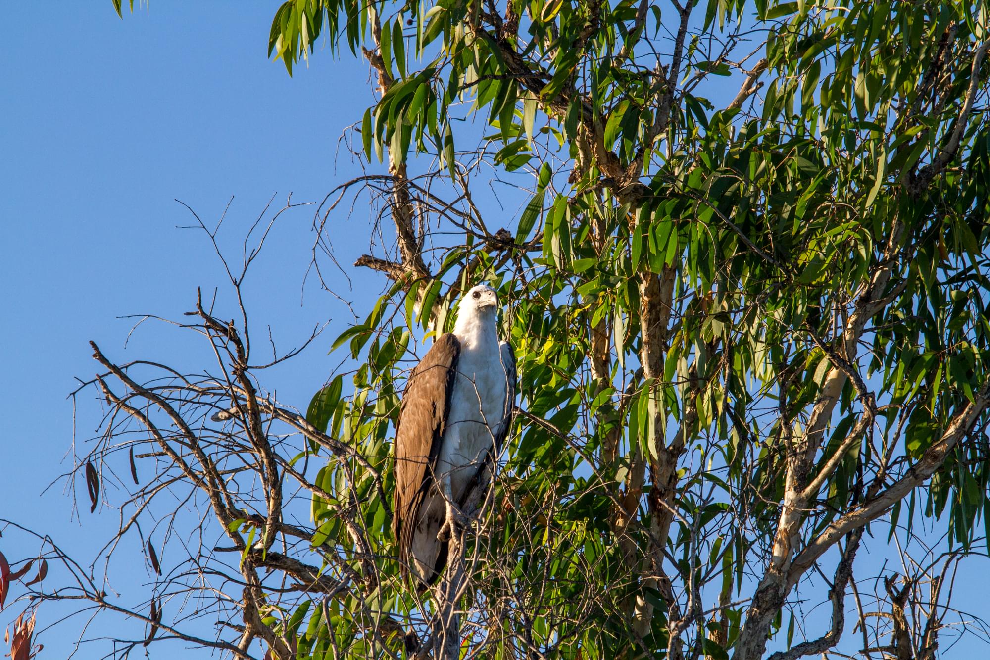 12_20150809   AUS 323   Darwin e Parchi